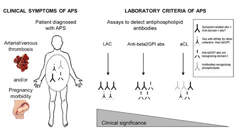 APAS or Antiphospholipid Antibody Syndrome .